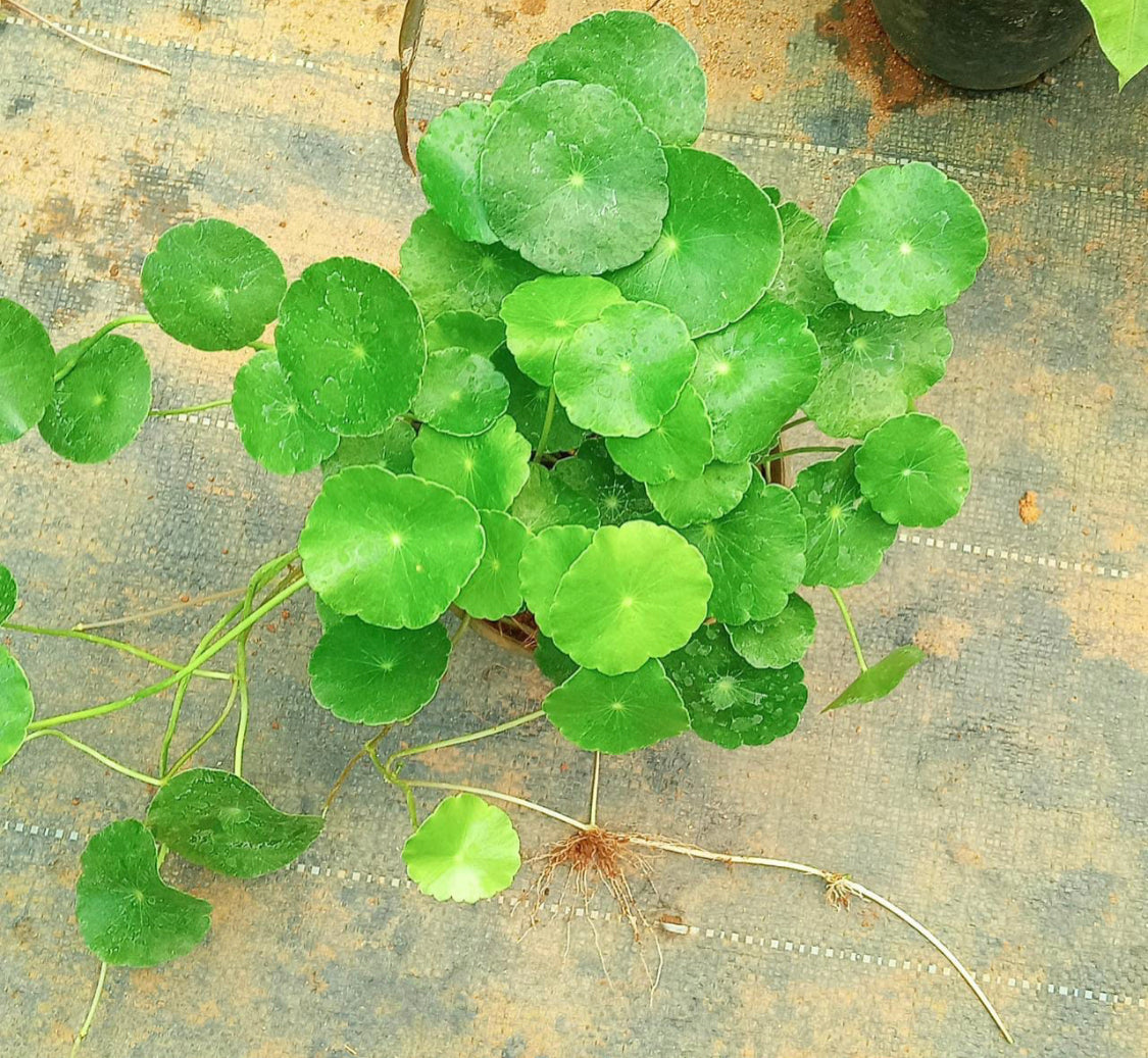 Pennywort