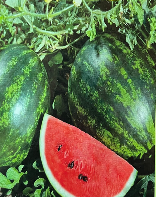 Watermelon (തണ്ണി മത്തൻ)seed