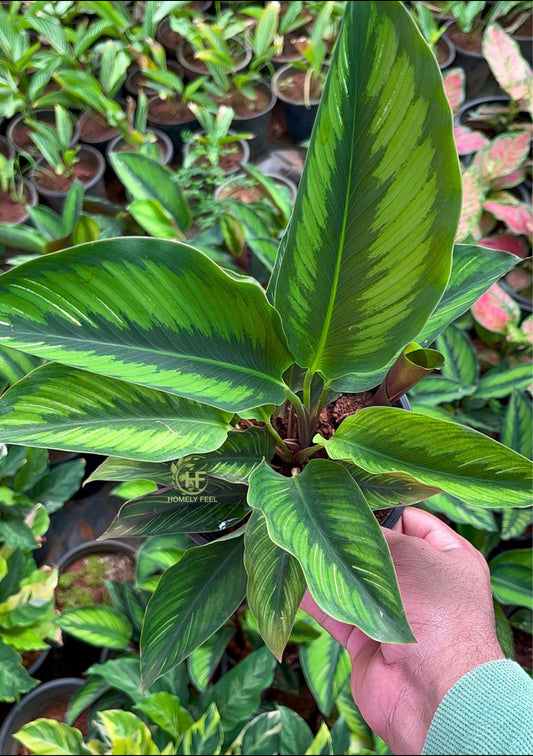 Calathea Ornata Beauty Star