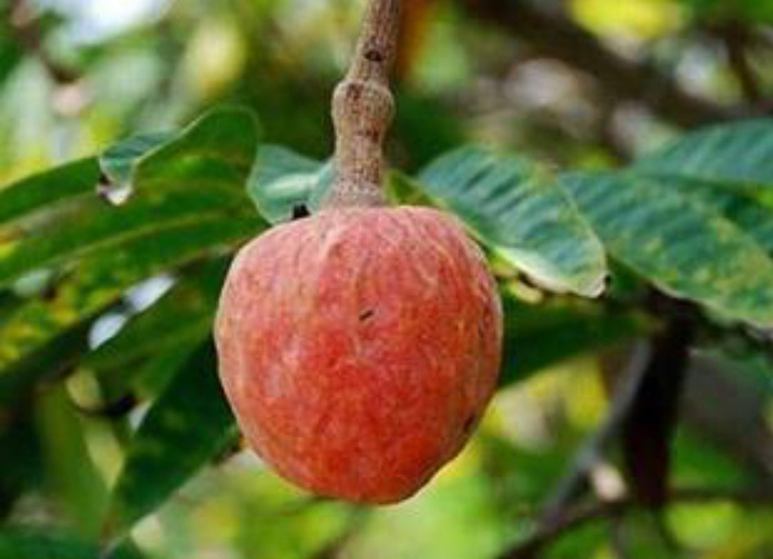 Red Custard Apple.