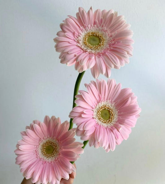 Gerbera Light Pink