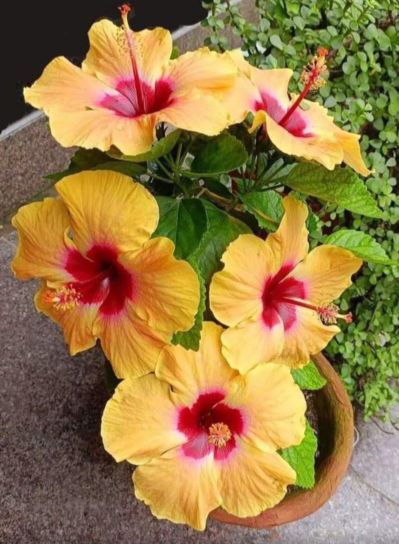 Hibiscus yellow(red inside) Hybrid