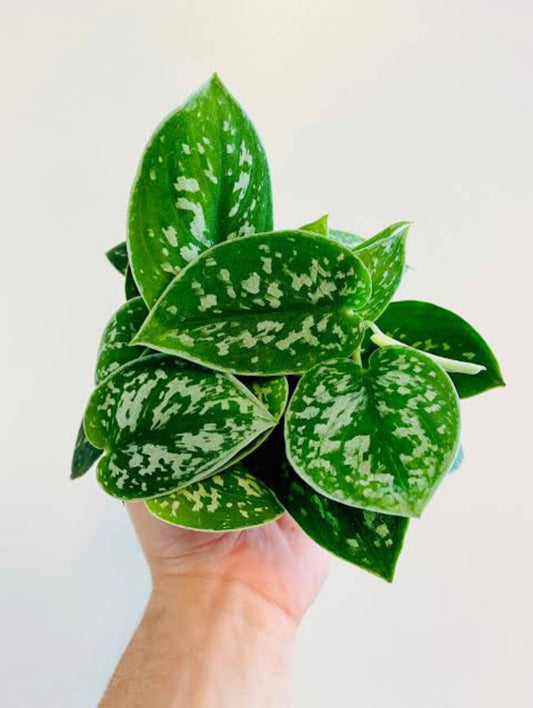 Satin Pothos(Double Shoot)