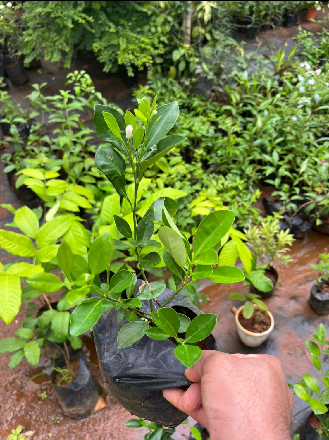 Bush Orange(Layered Plant)