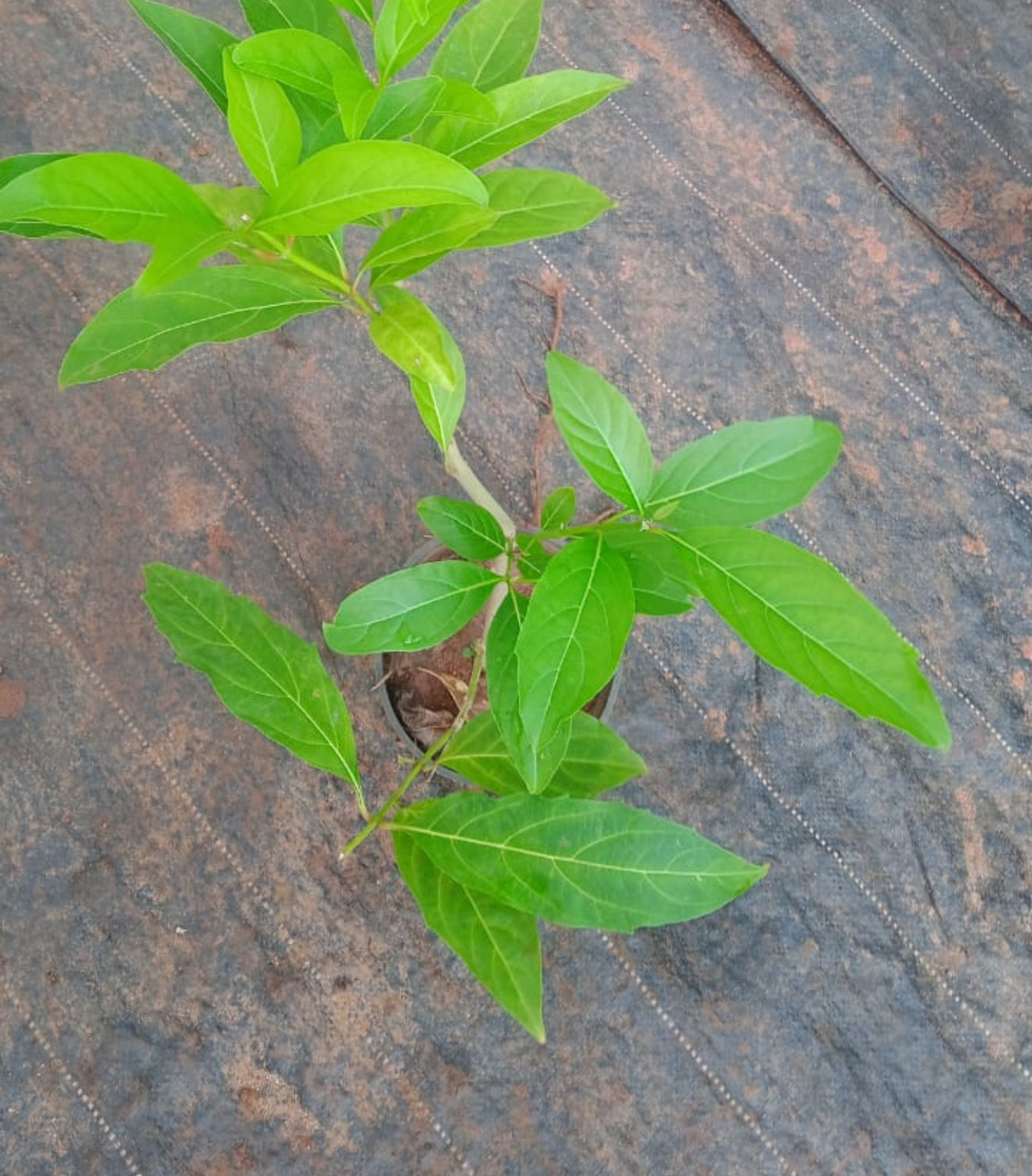Parijatham(Citharexylum spinosum (Fiddlewood Tree))