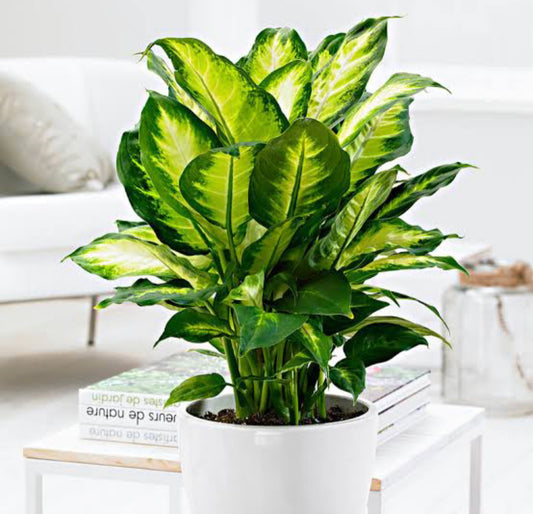 Dieffenbachia Camille(single shoot)