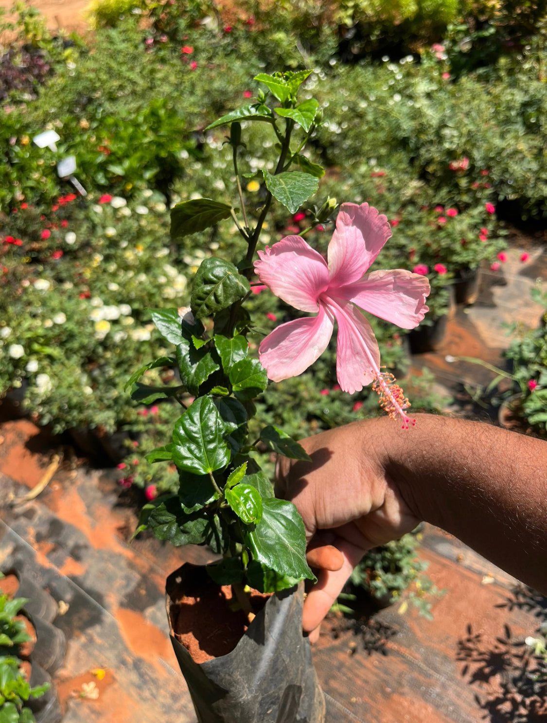 Hibiscus Pink Desi