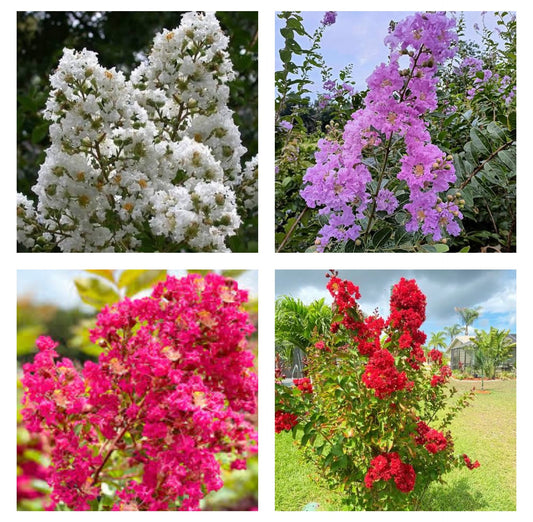Crape Myrtle(Include one plant, Colour Unknown-Can be any colour in the picture)