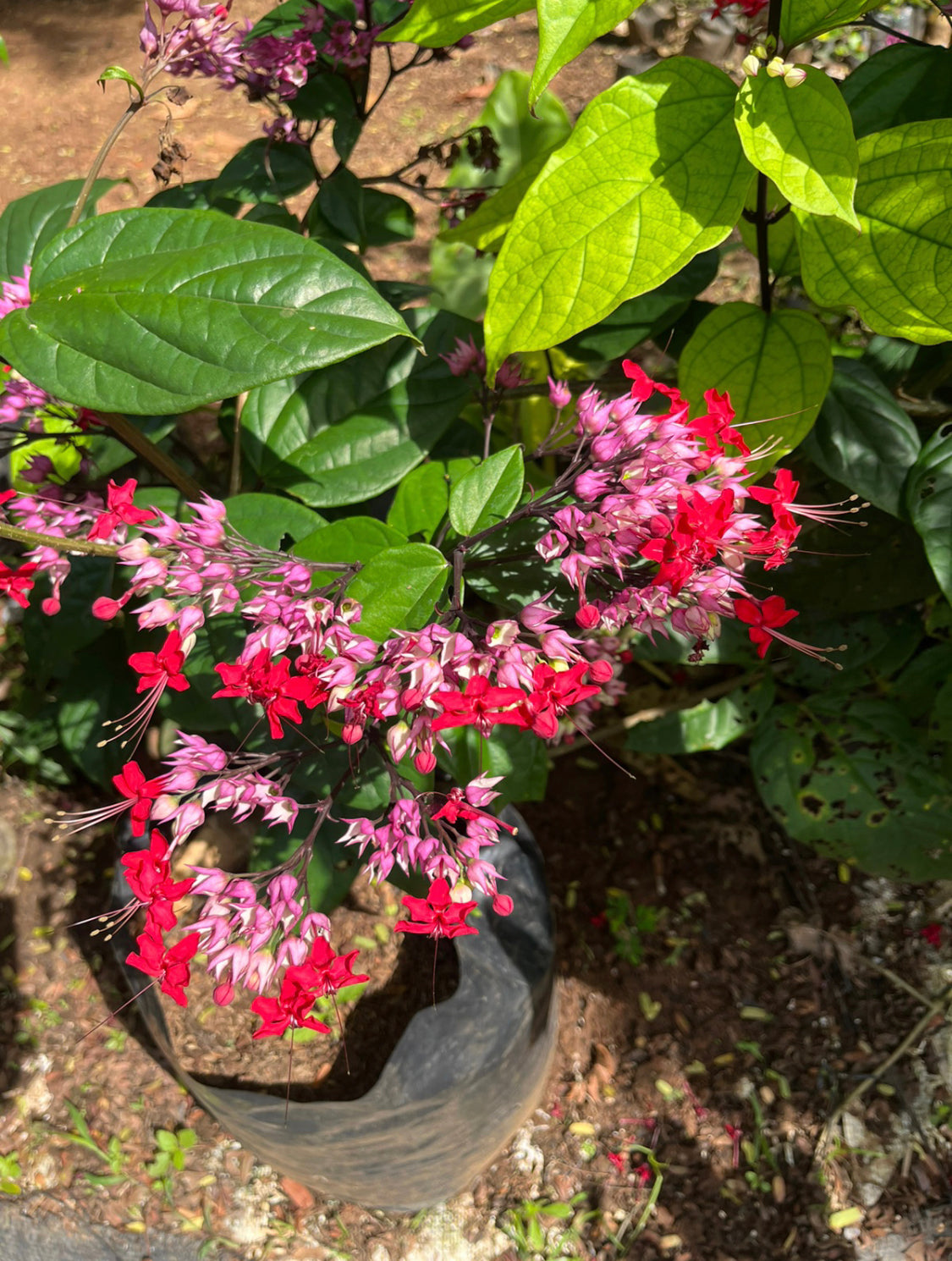 Bleeding Heart pink+red