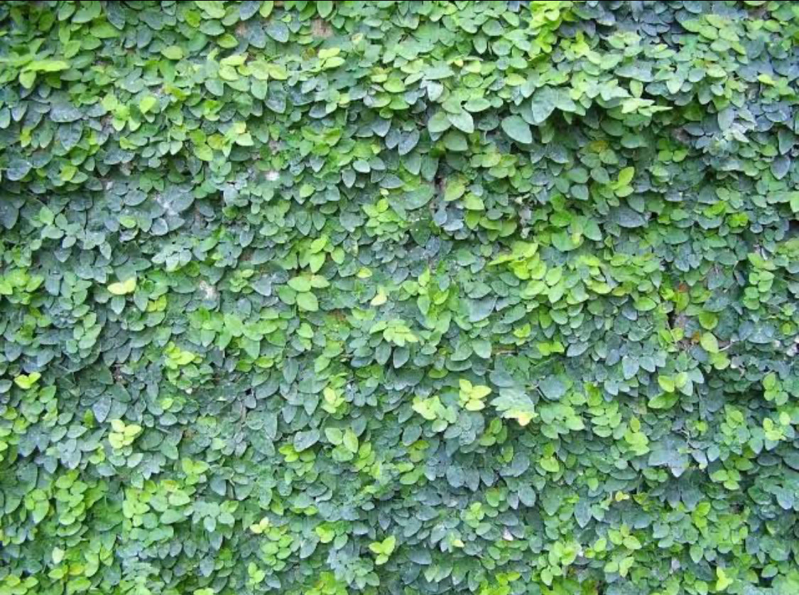 Creeping Fig(Wall Creeper ivy)