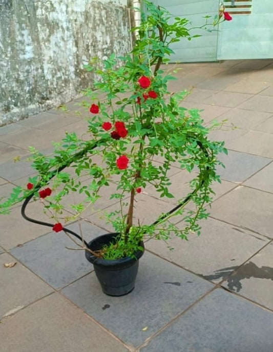 Creeper Rose Red(Own Rooted)
