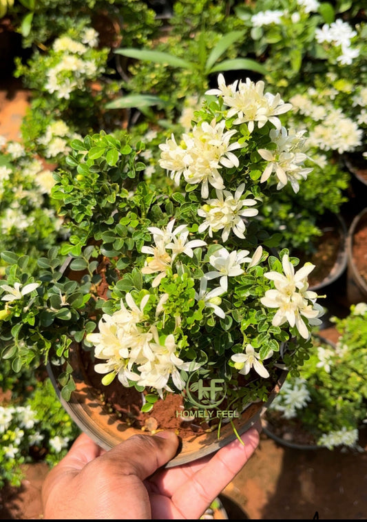 Murraya Paniculata Dwarf