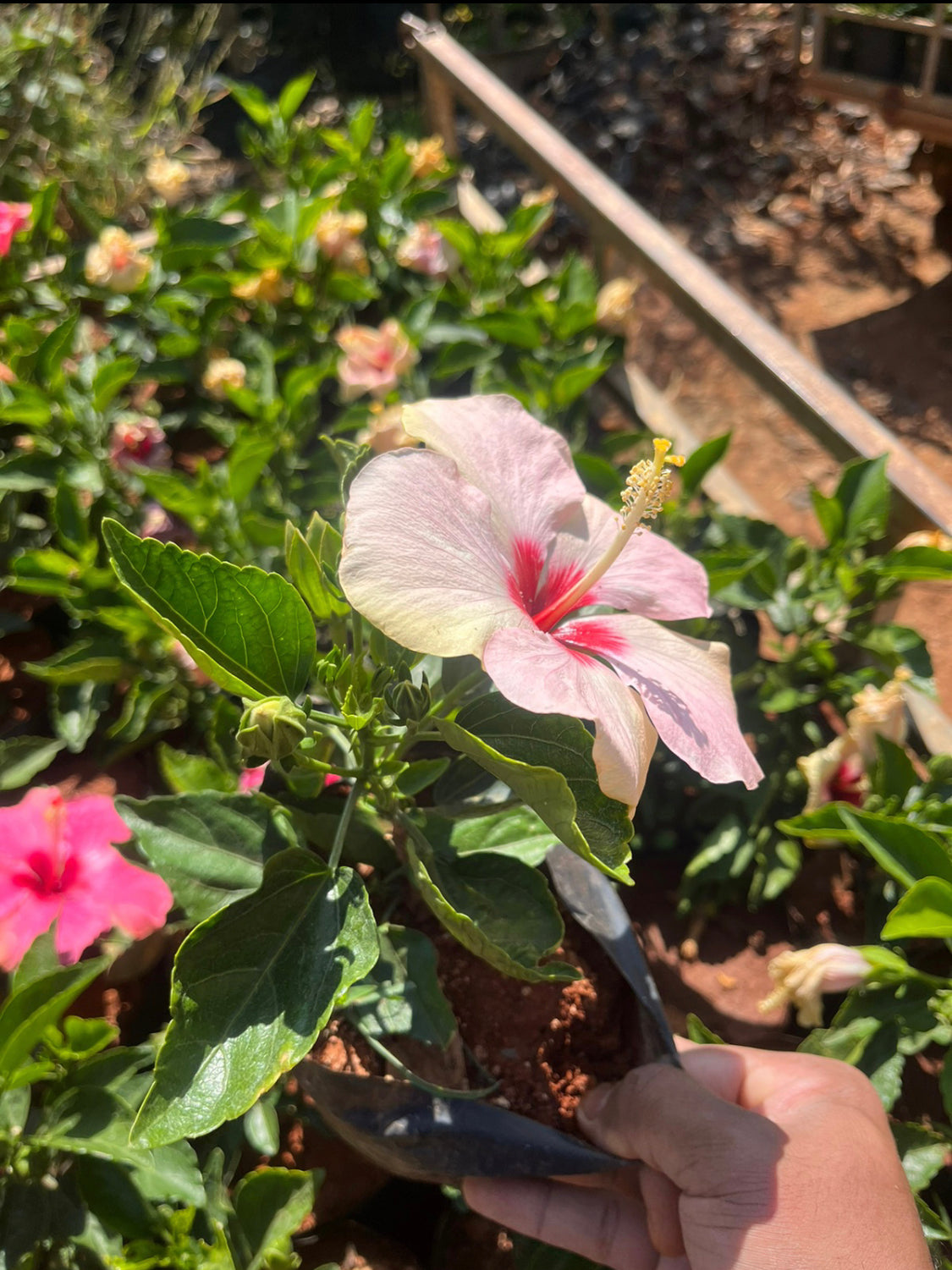 Hibiscus Hawaiian Punch White Hybrid