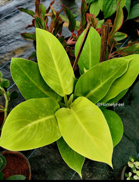 Philodendron Moonshine