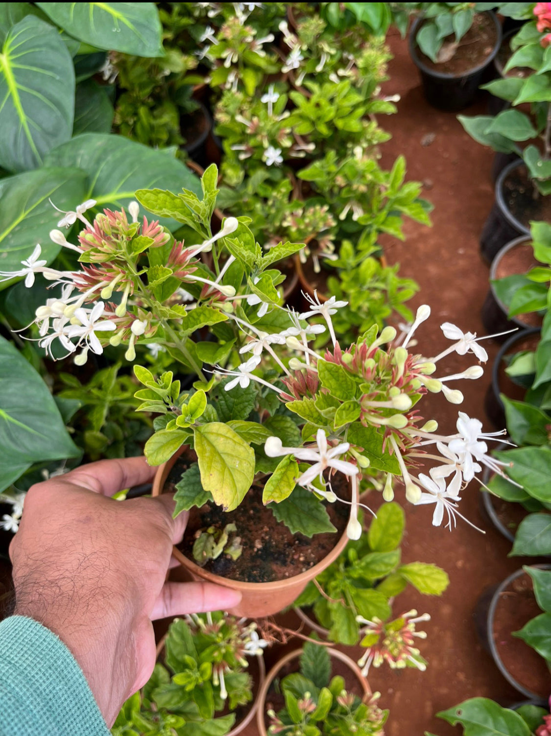 Clerodendrum Calamitosum