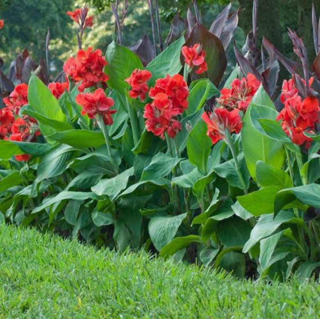 Canna lilly Red Hybrid