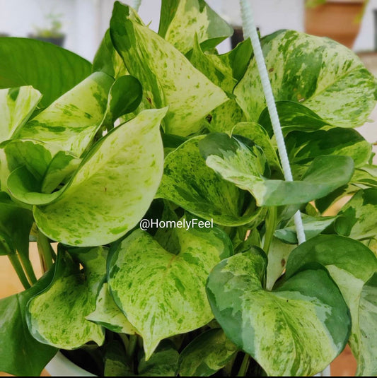 Manjula Pothos.