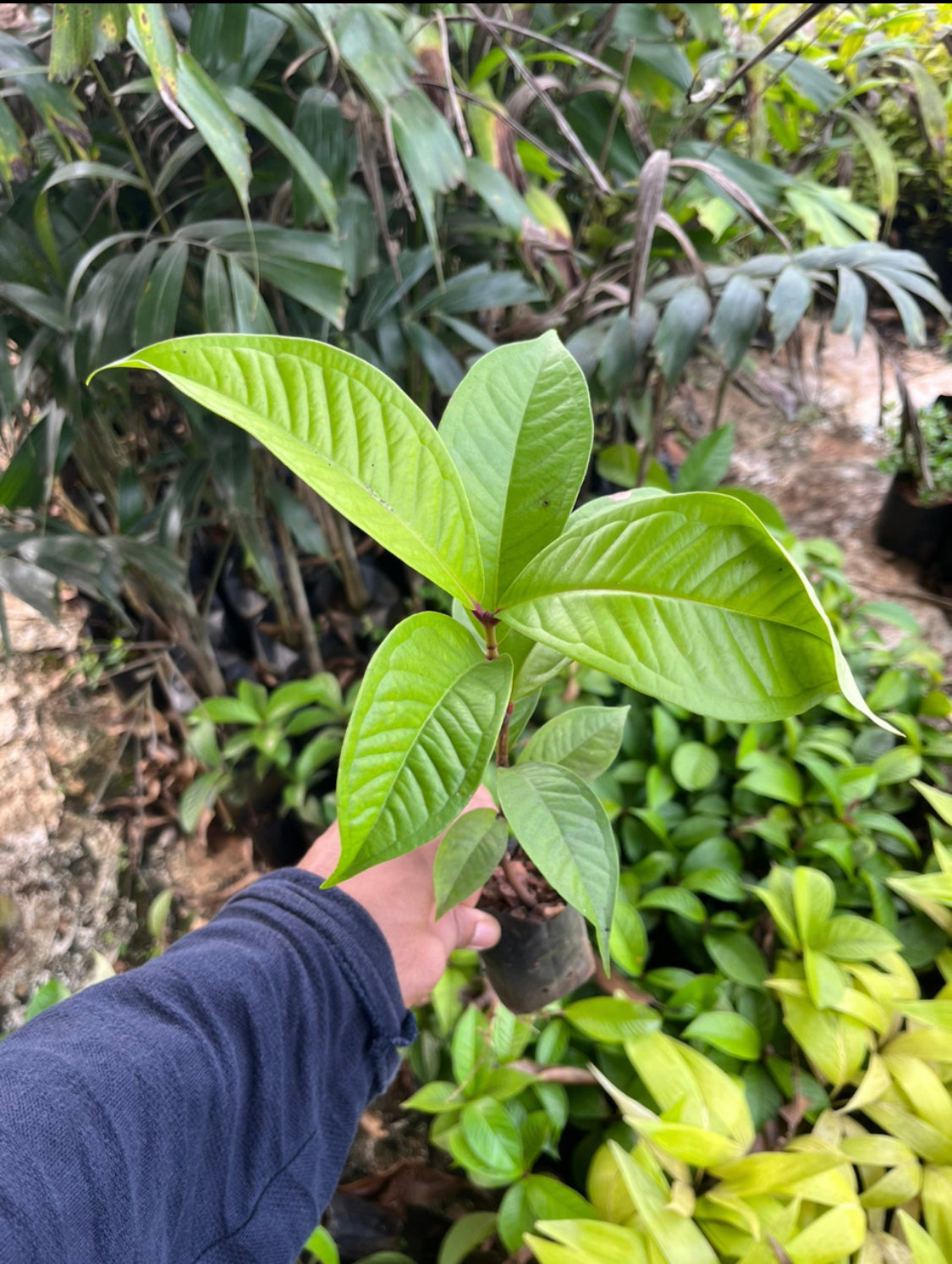 Malay Apple Jambu