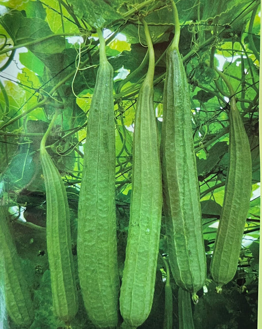 Ridge Gourd(പീച്ചിങ്ങ)seed