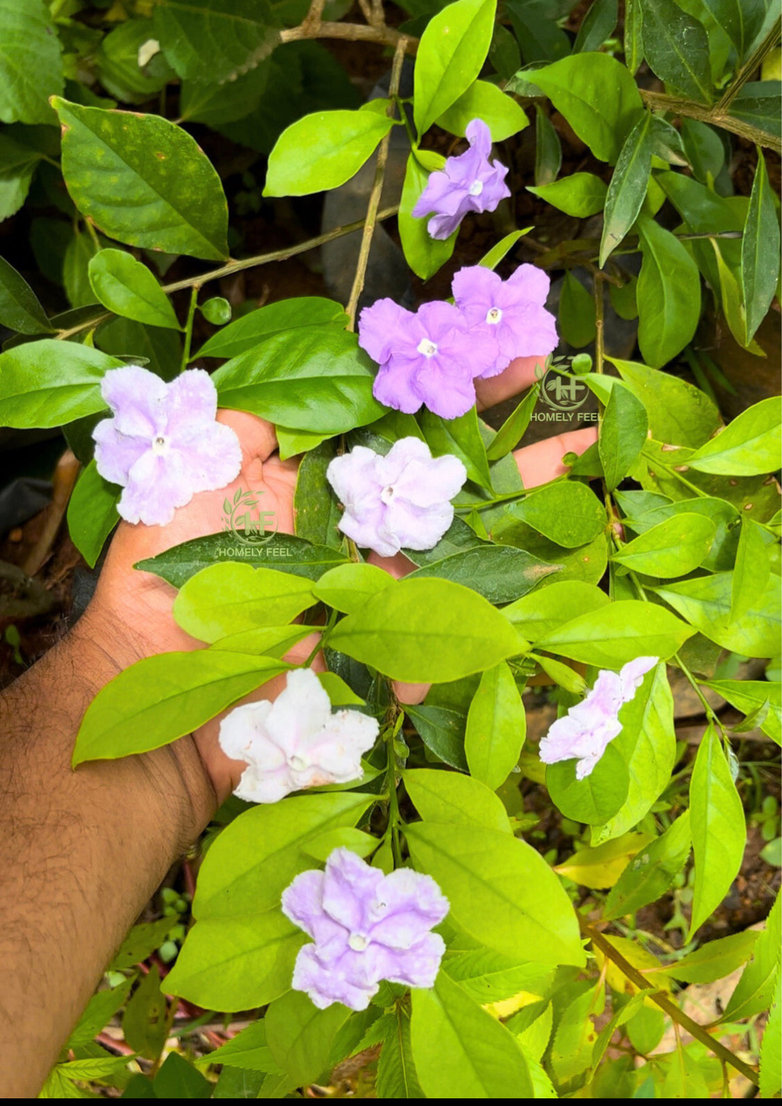 Yesterday Today Tomorrow (Scented Nadan/Desi Variety)