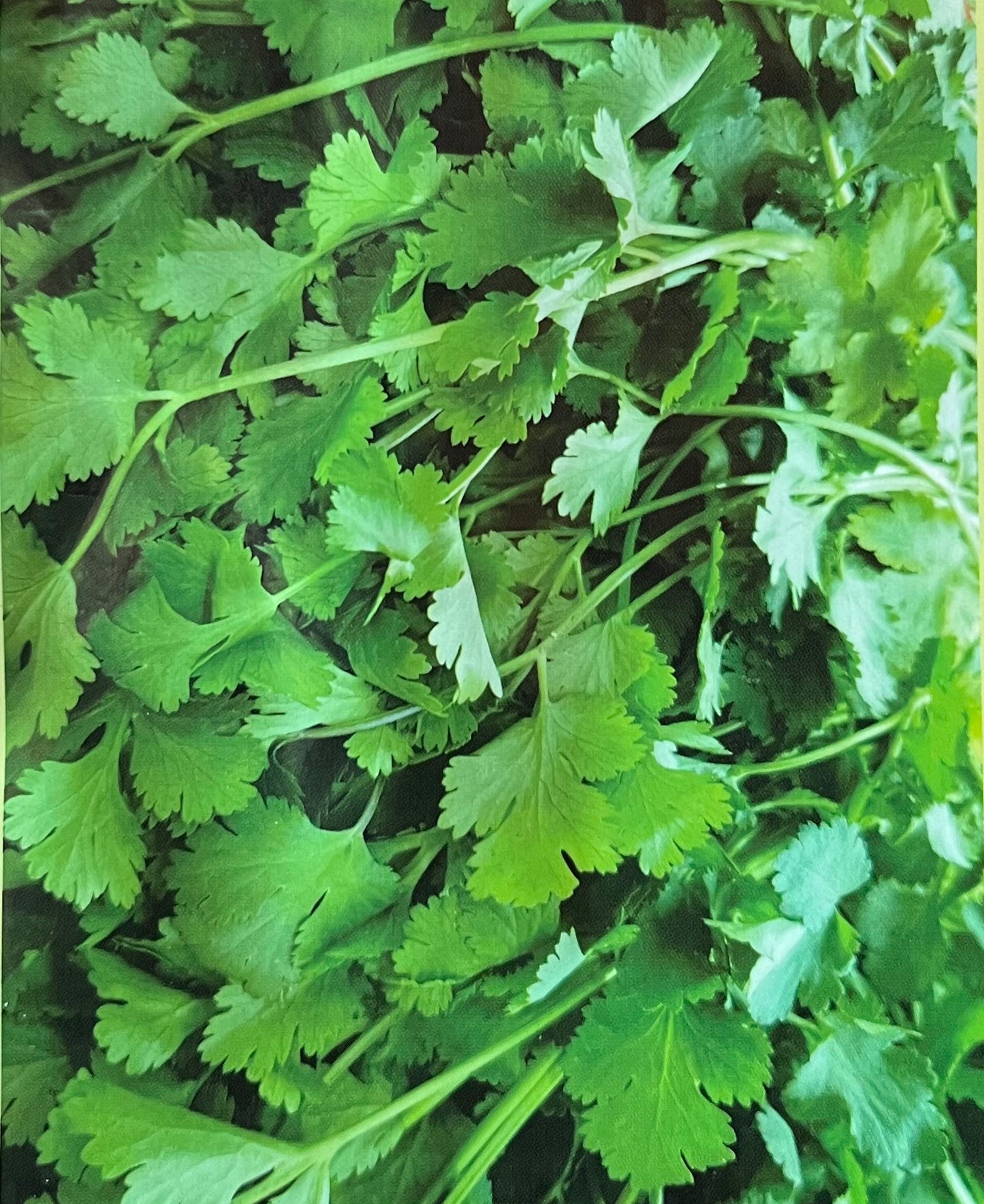 Coriander leaves(മല്ലി)