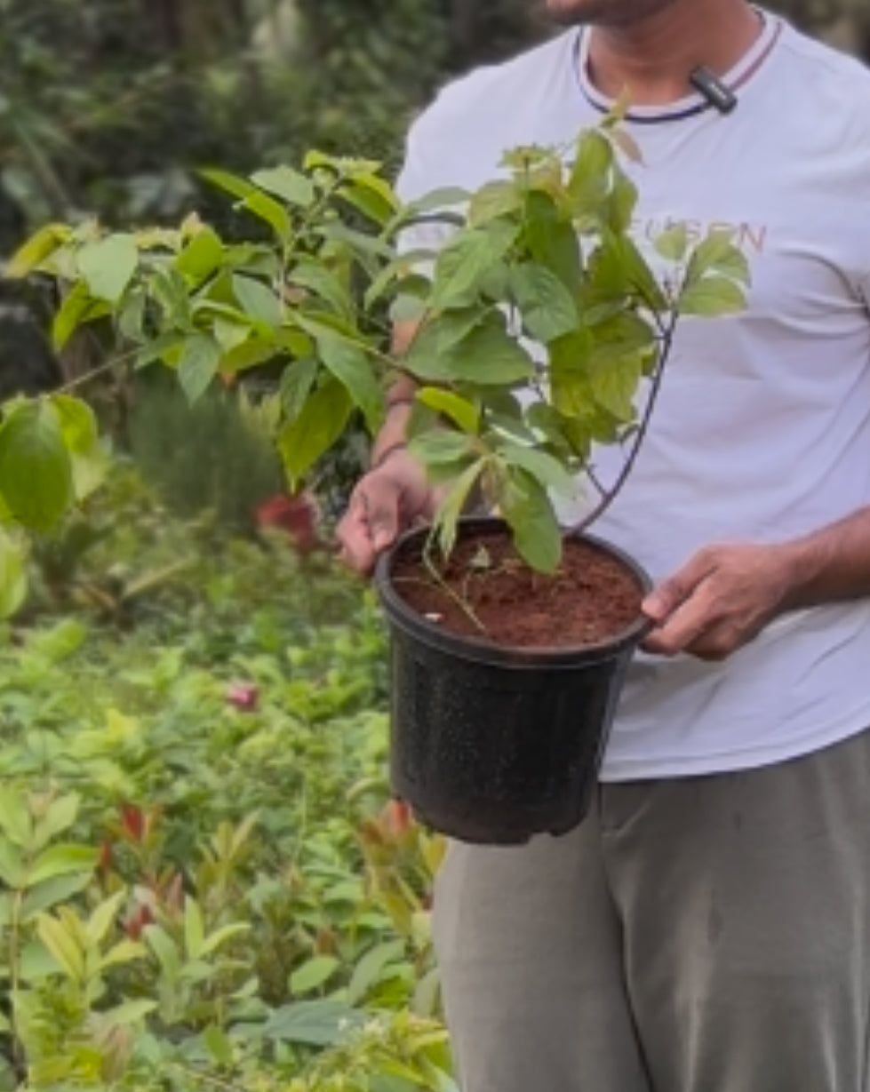 Hybrid Rangoon Creeper(Multipetal) Scented