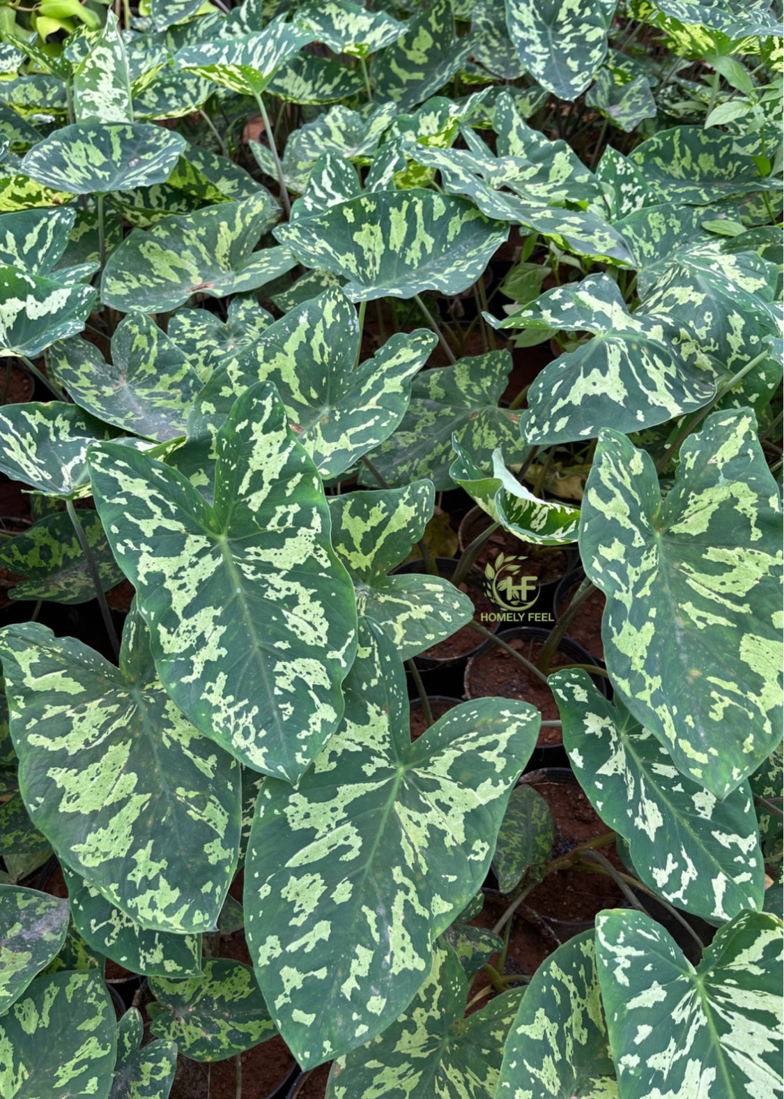 Caladium Army