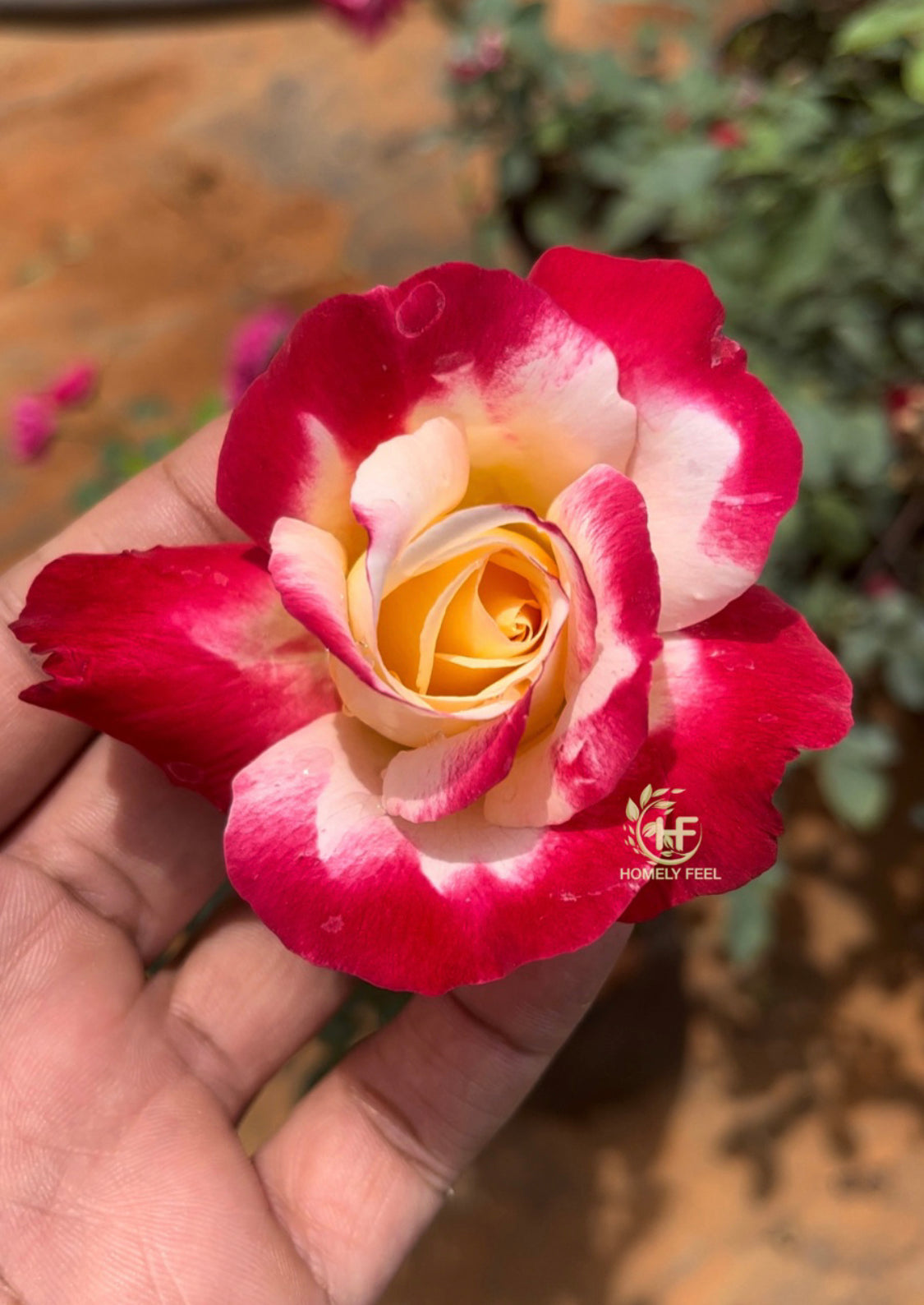 Double Delight Rose(Scented)