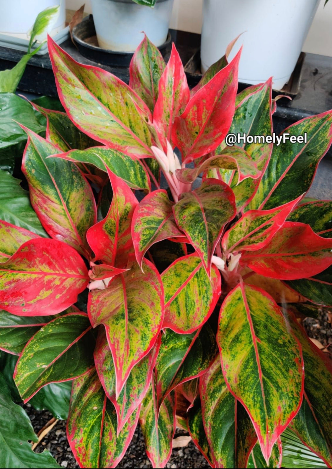 Aglaonema Red Lipstick