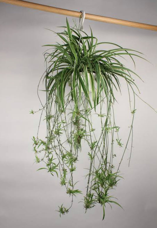 Spider plant green