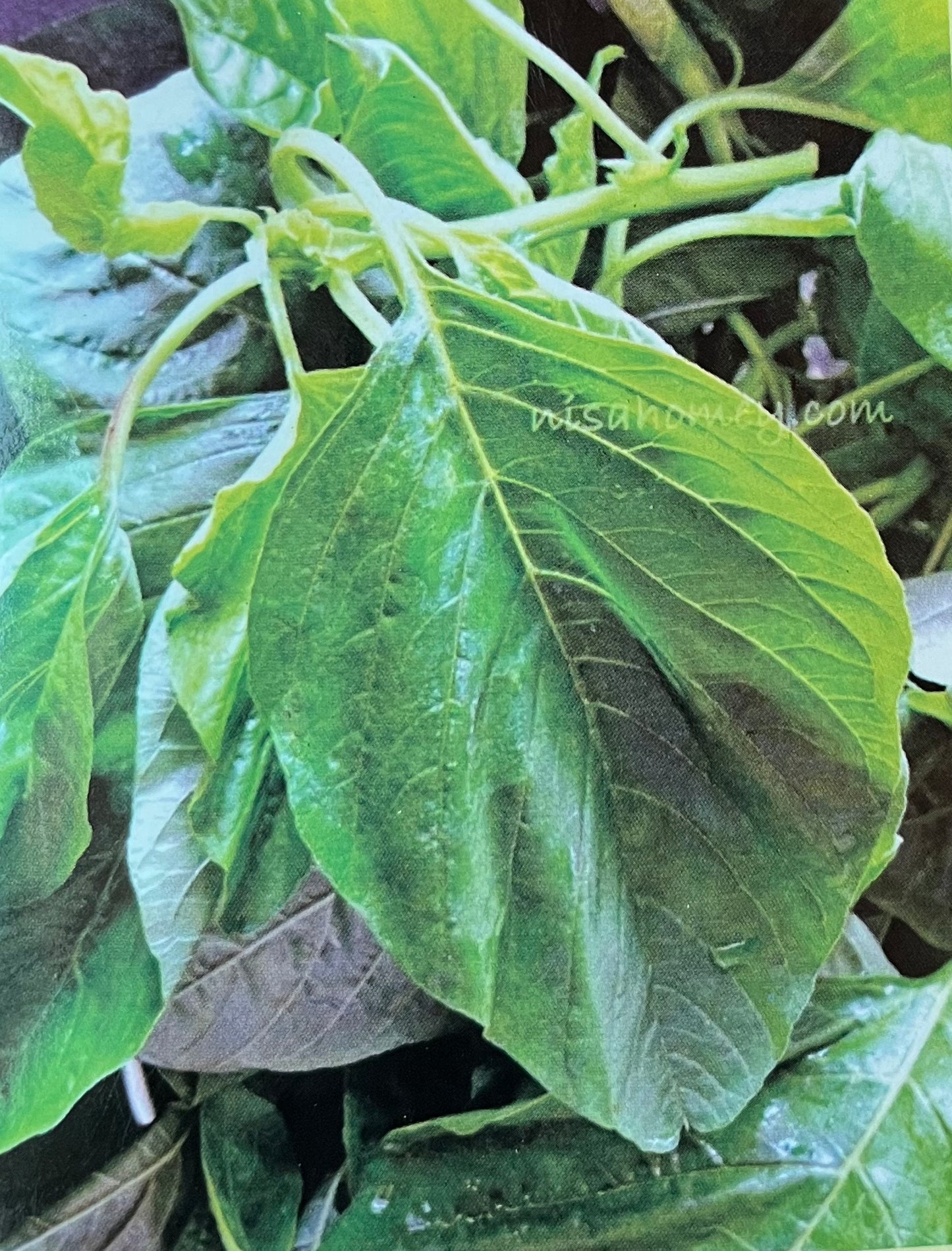 Green Spinach(പച്ച ചീര)seed