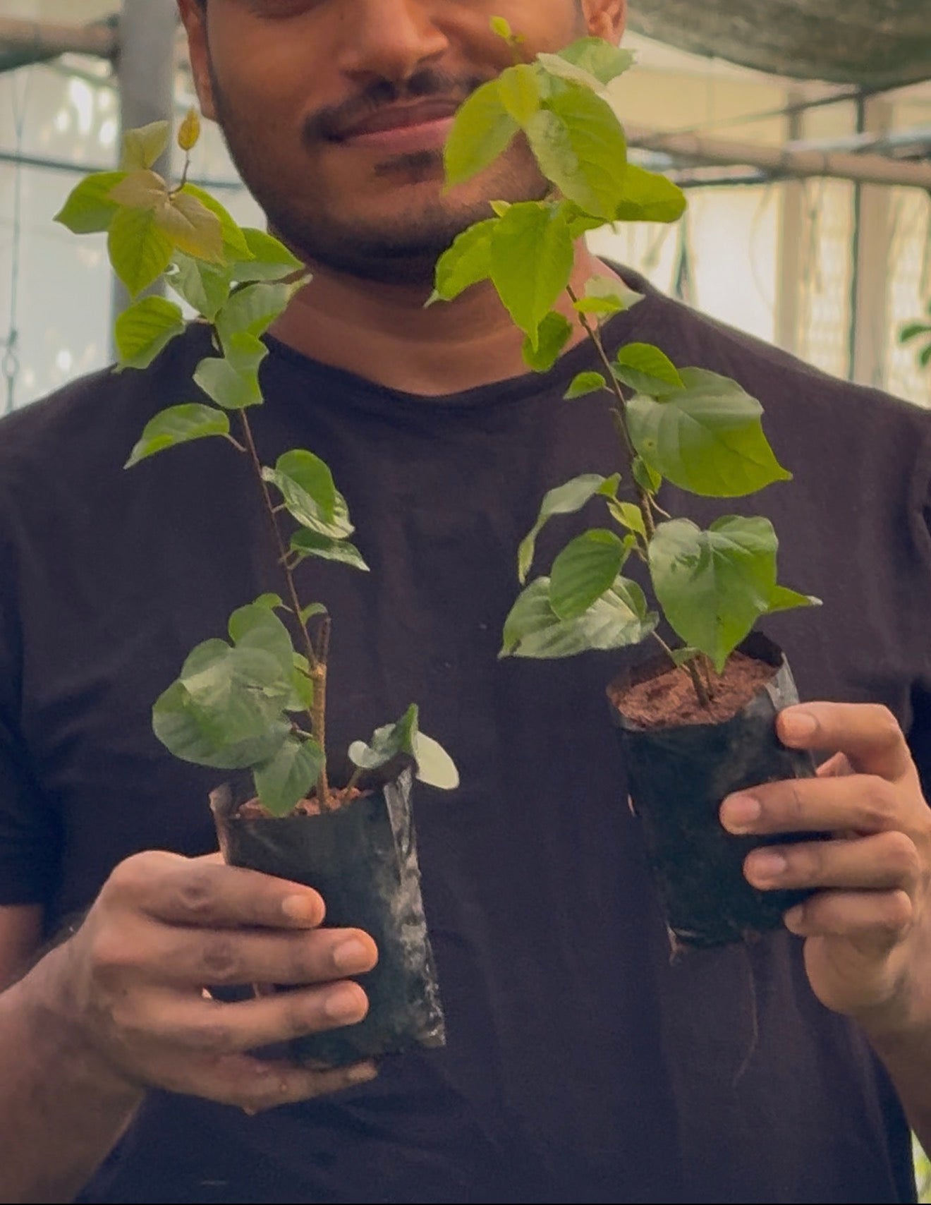 Manimulla(2 Plants Combo)