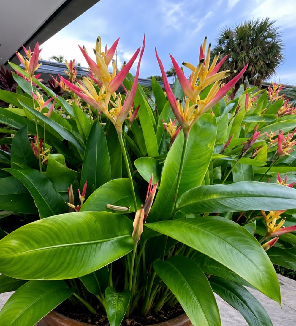 Heliconia Lenova