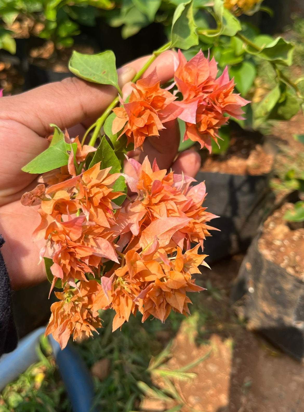 Bougainvillea Mahara Orange