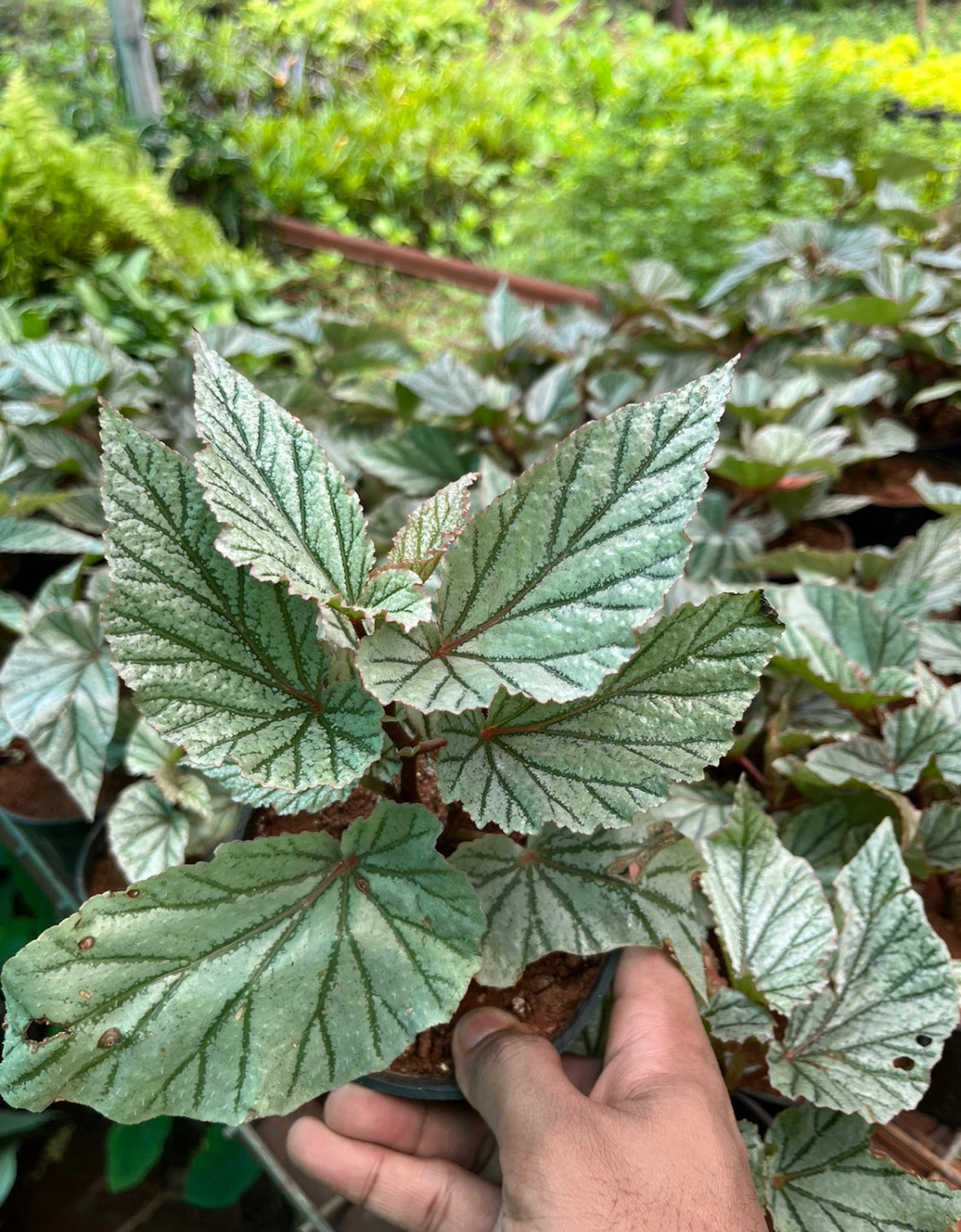 Begonia don miller white