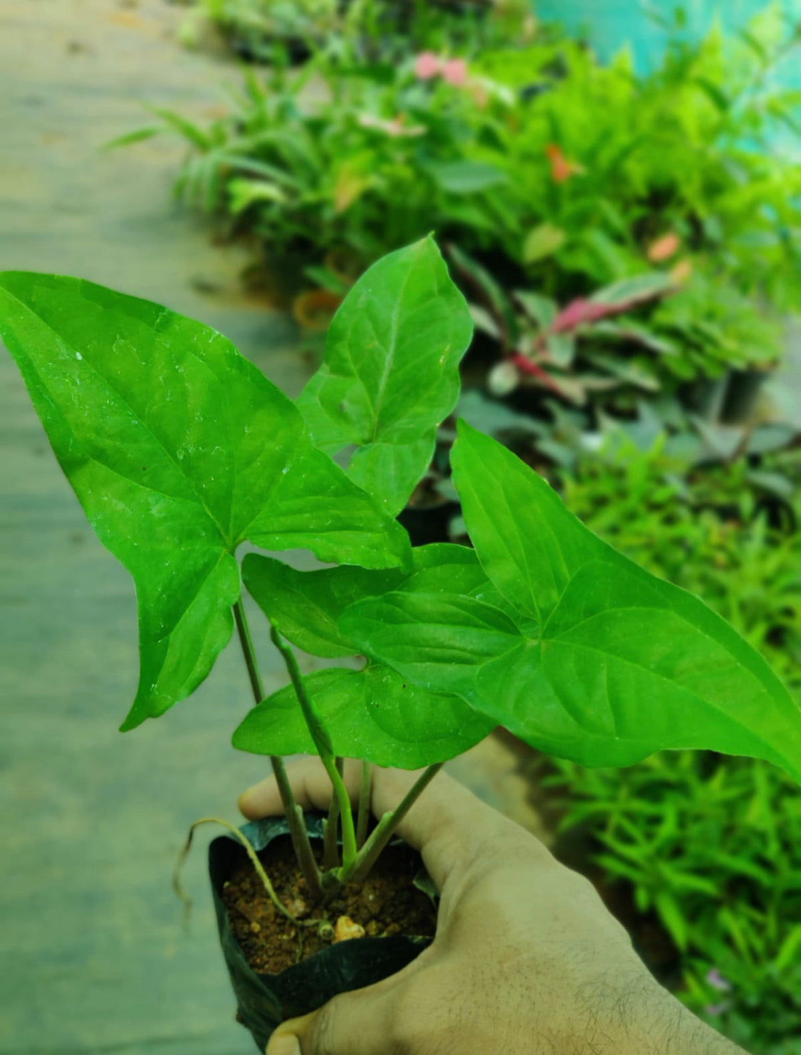 Syngonium Emerald Green.