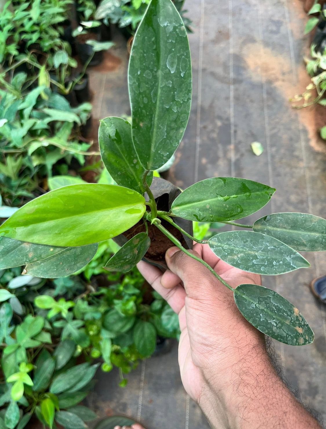 Philodendron Temptation.