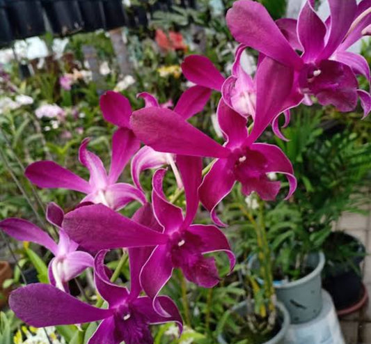 Dendrobium Orchid(Caesar Red) Seedling