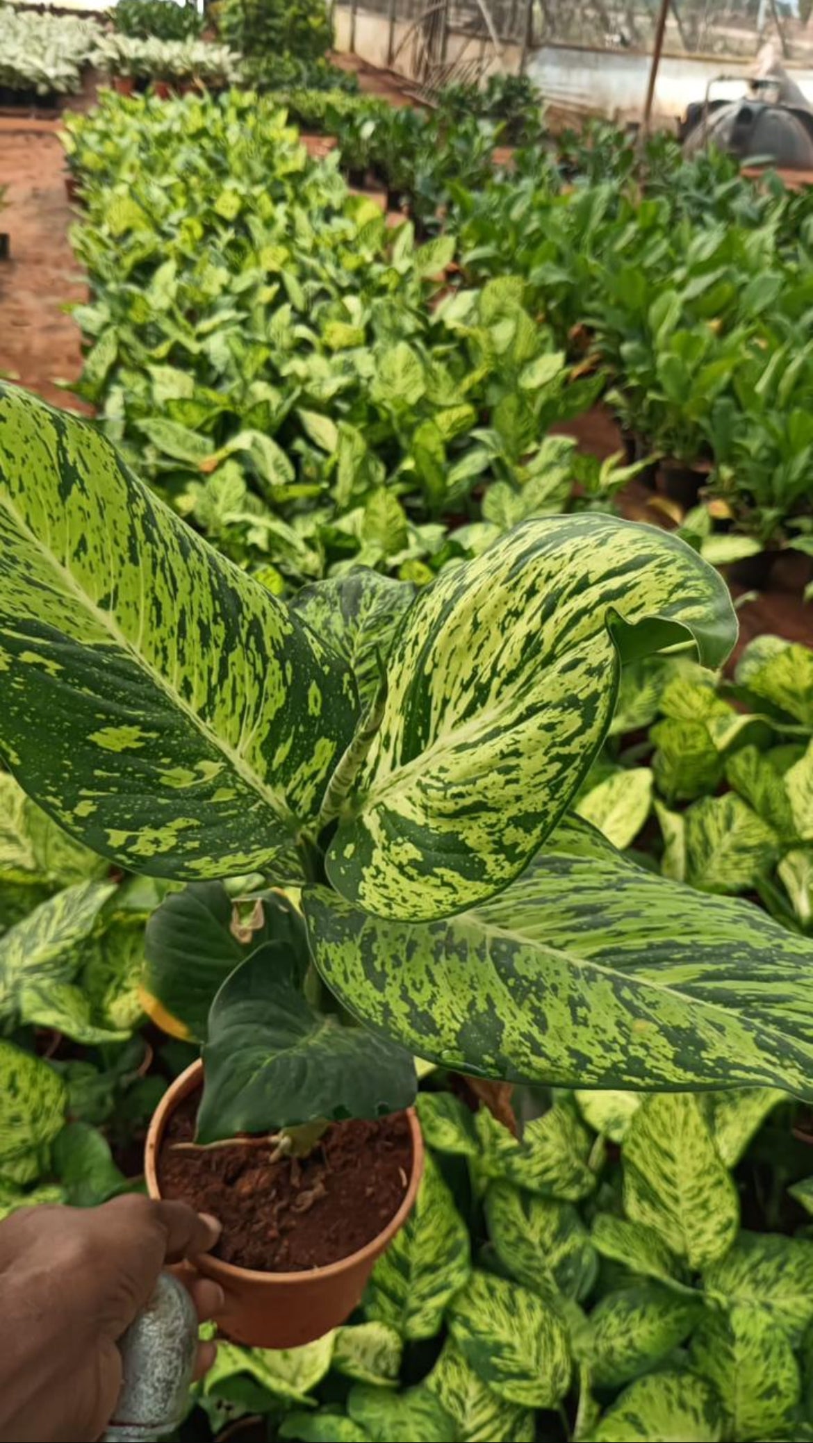 Dieffenbachia Tiger