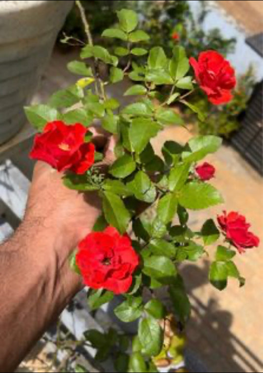 Climbing Reddish Orange Rose(Own Rooted)