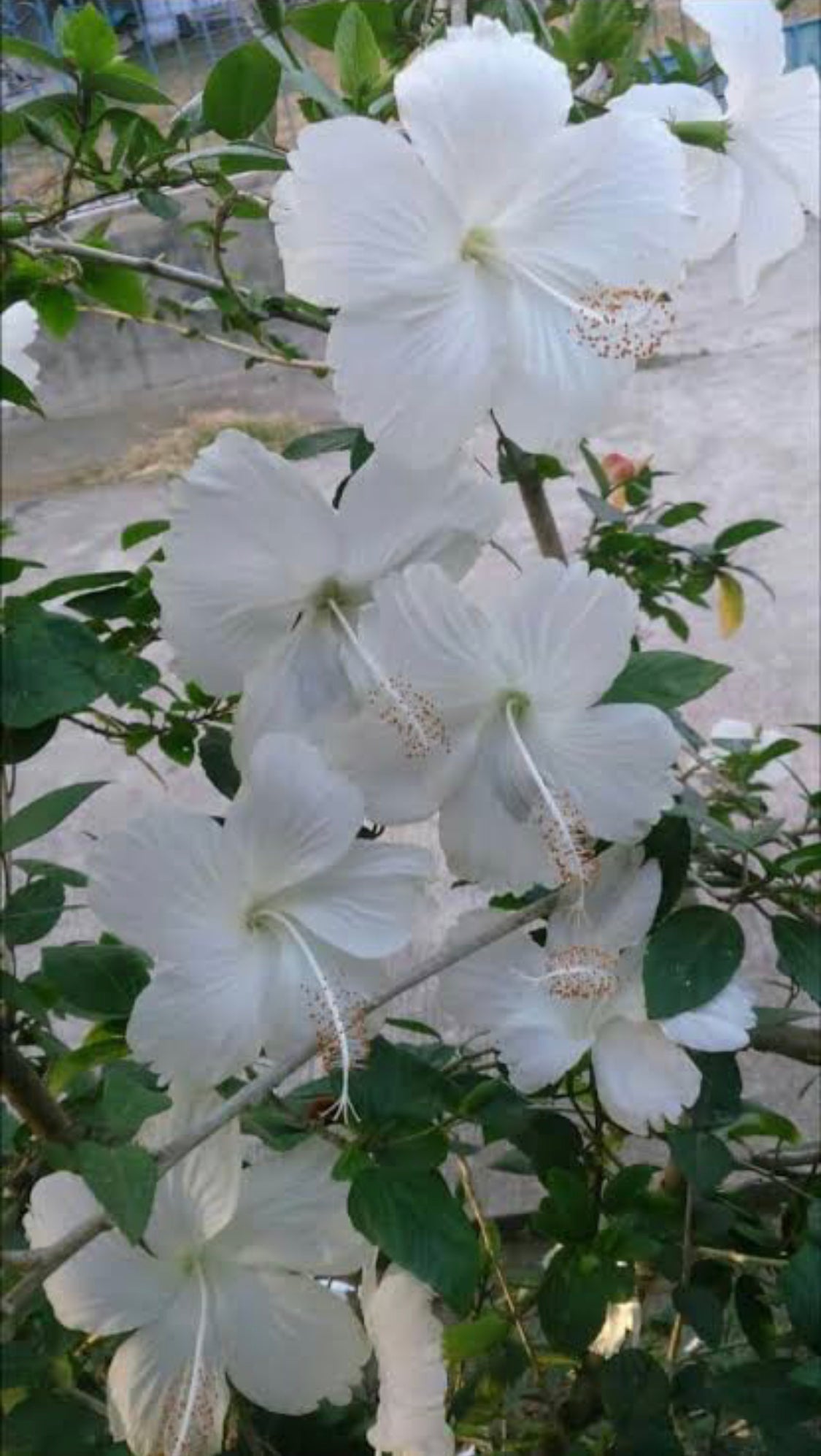 Hibiscus White Desi