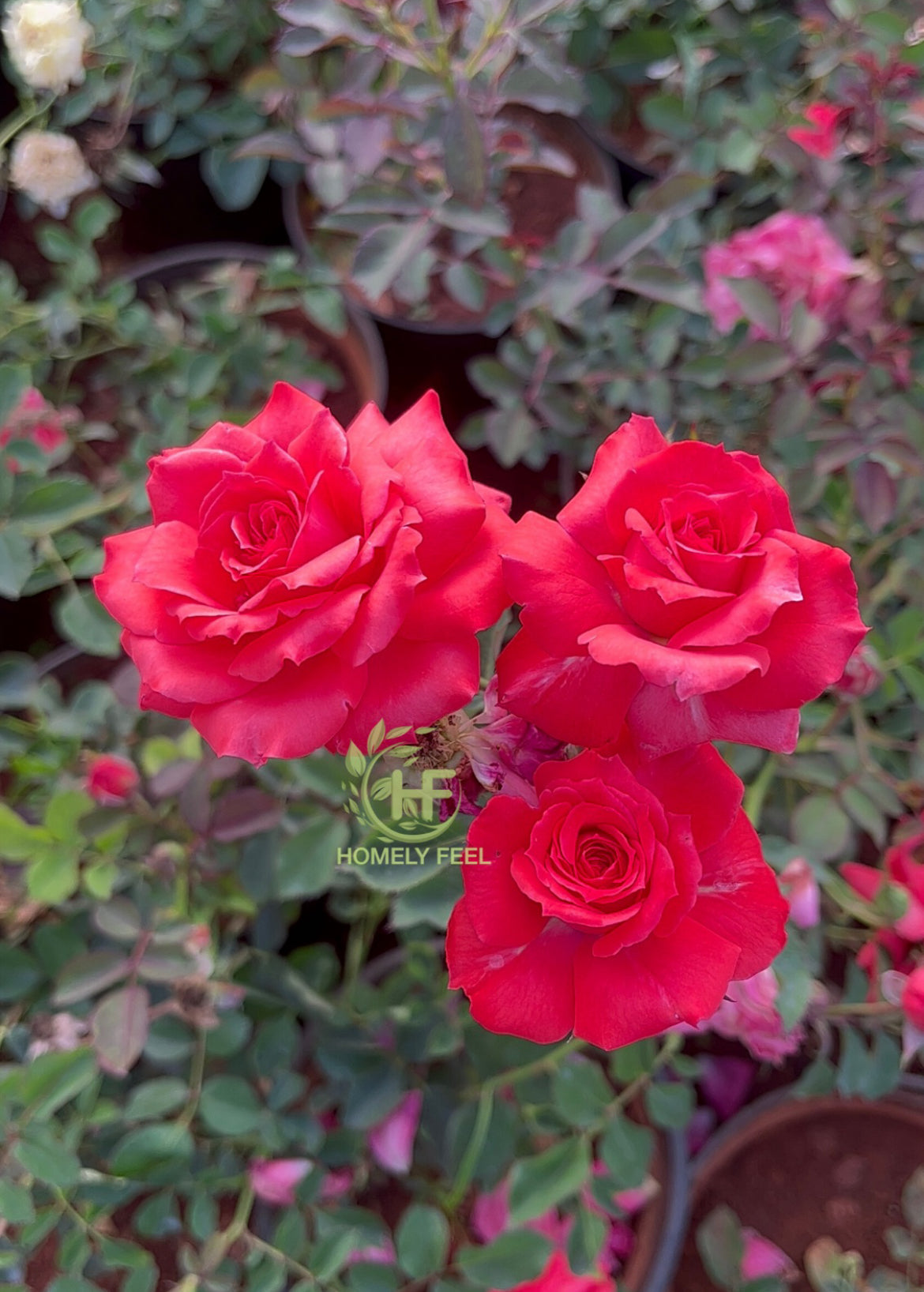 Chilli Orange Rose(Own Rooted)