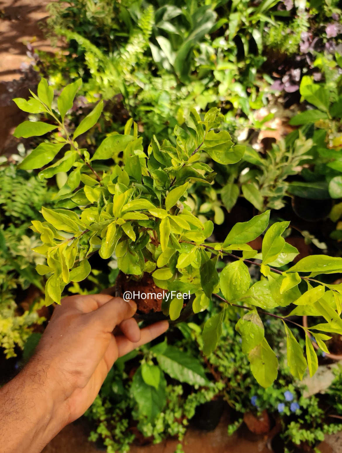 Golden Duranta