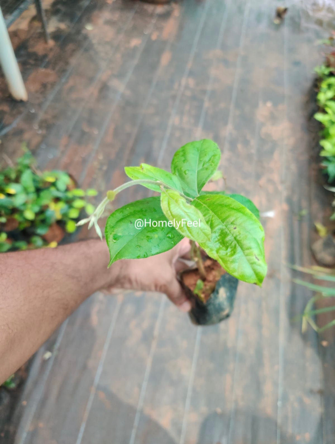 Congea(Shower Orchid)