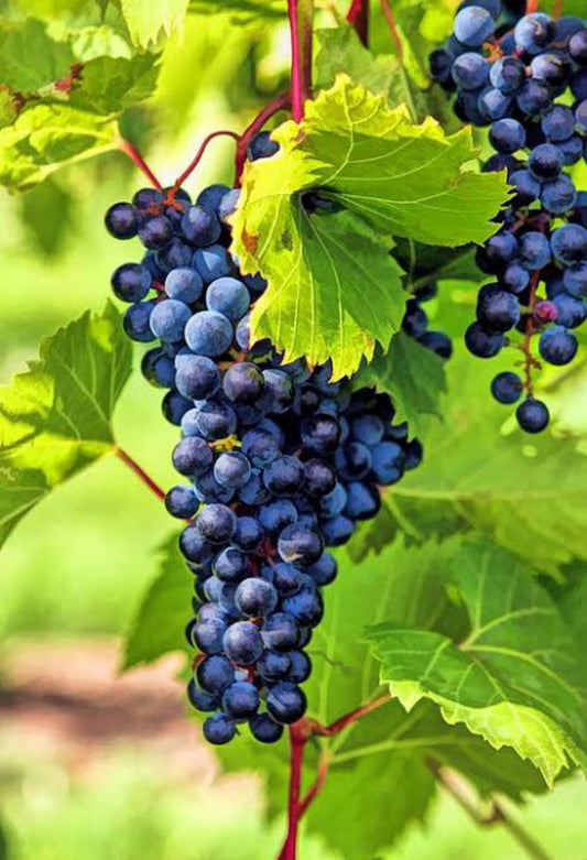 Grape black