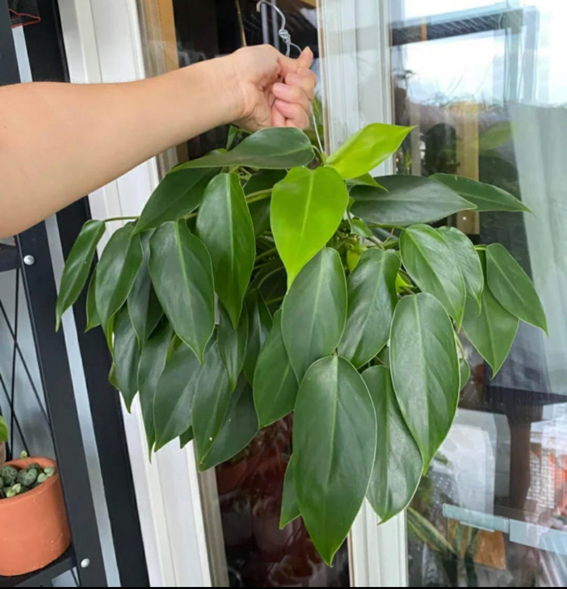 Philodendron Temptation.