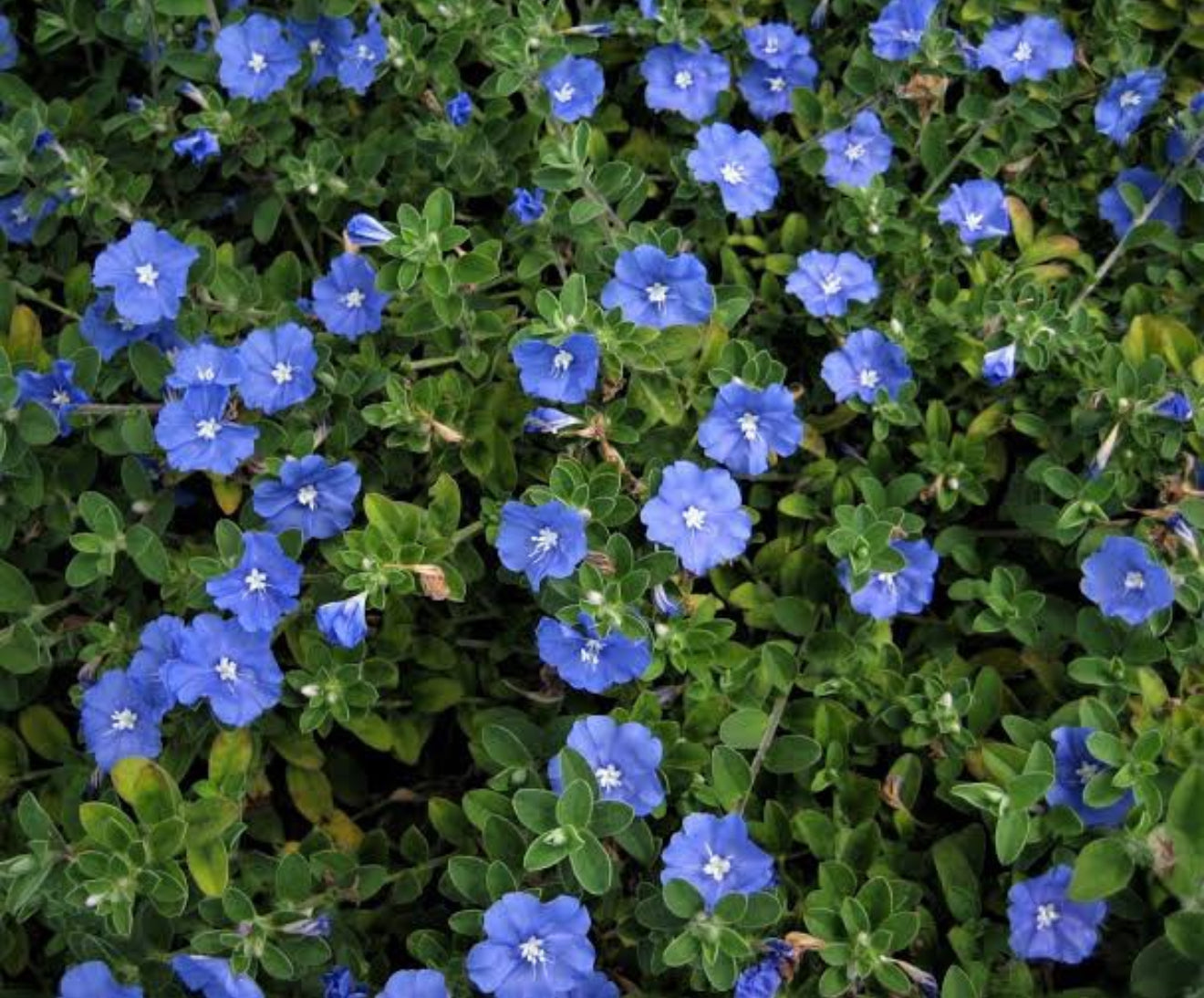 Blue daze/Dwarf Morning Glory.