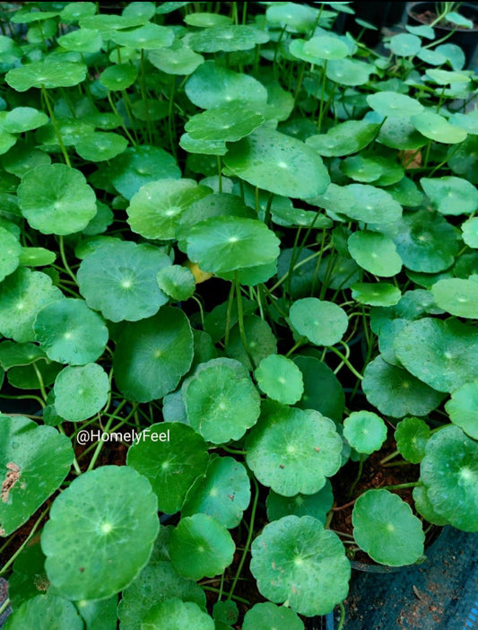 Pennywort