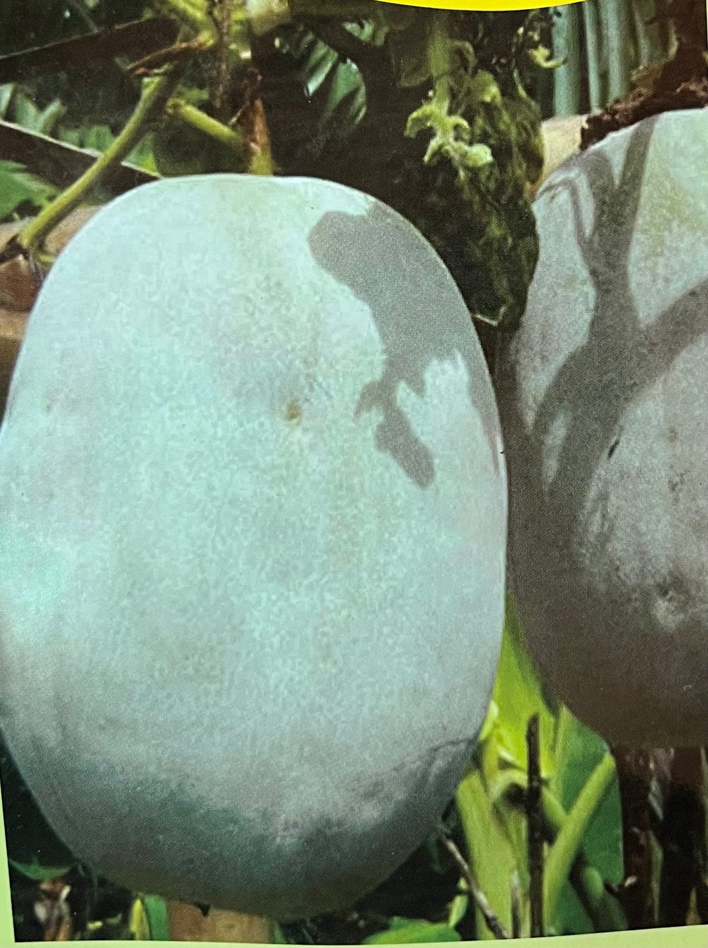 Medicinal Ash gourd(നെയ് കുമ്പളങ്ങ)seed