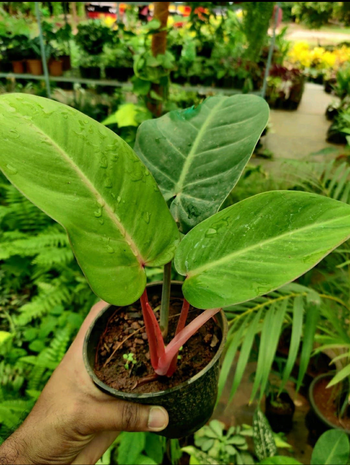 Philodendron Red Emerald